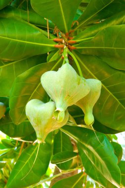 Balık zehirli ağaç, putat veya deniz zehirli ağaç.