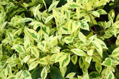 alkali ficus yaprakları