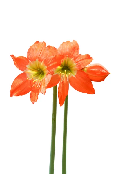 Turuncu amaryllis çiçek güzel çiçekleri — Stok fotoğraf