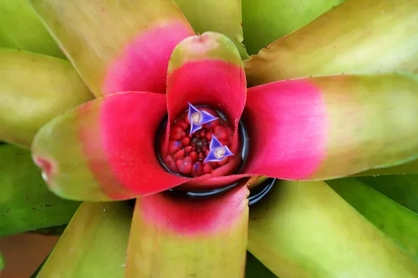 Makro der rosa Bromelie Blume — Stockfoto