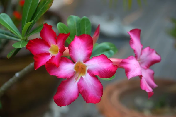 Adenium obesum — Stockfoto