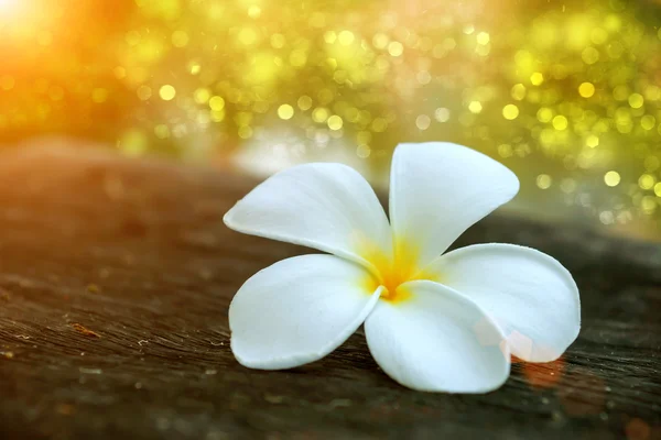 Frangipani flower in the morning. — Stock Photo, Image