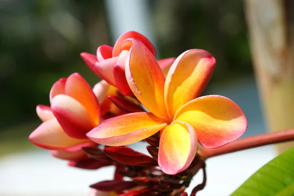 Frangipani çiçek. — Stok fotoğraf