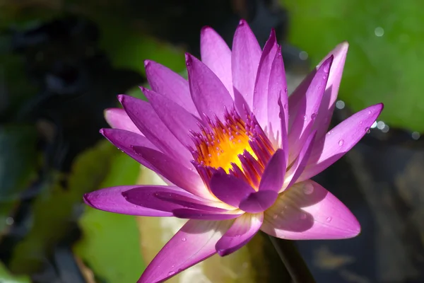 Flor aquática. (Lótus ) — Fotografia de Stock