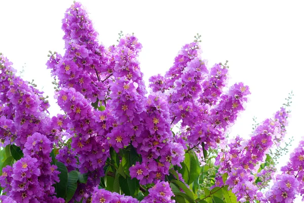 Violet color of Queen's crape myrtle flower. — Stock Photo, Image