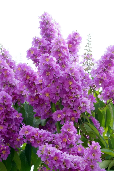 Violet color of Queen's crape myrtle flower. — Stock Photo, Image