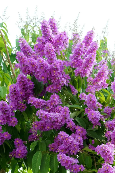 Violet color of Queen's crape myrtle flower. — Stock Photo, Image