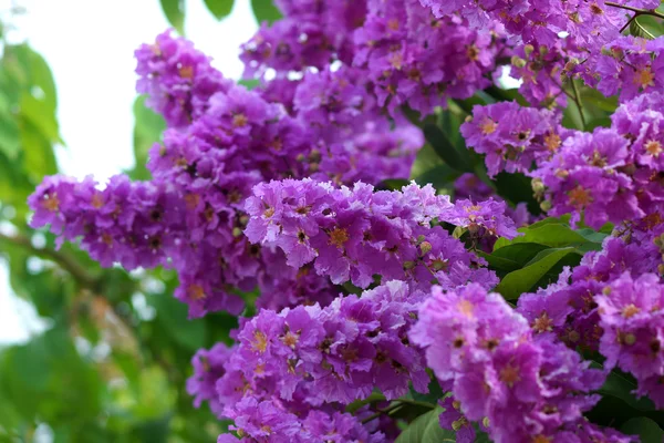 Violet color of Queen's crape myrtle flower. — Stock Photo, Image