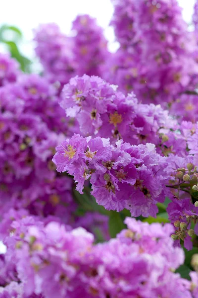 女王のサルスベリの花の紫の色. — ストック写真