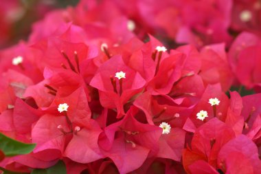 Bougainvillea çiçek.
