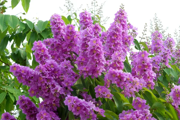 紫罗兰色的皇后的紫薇花. — 图库照片