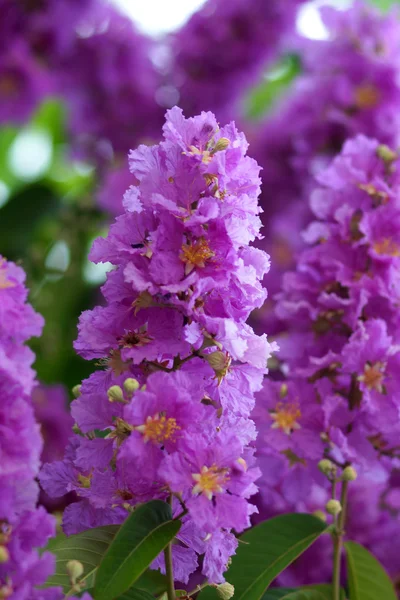 Kraliçe'nin krep myrtle çiçek menekşe rengi. — Stok fotoğraf