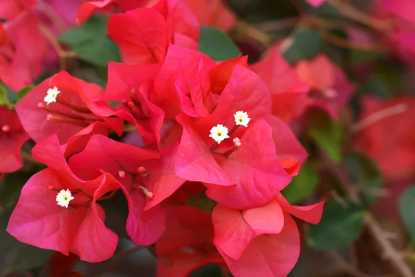 Bougainvillea flower. — Stock Photo, Image