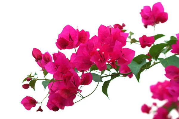 Flor de buganvilla . —  Fotos de Stock