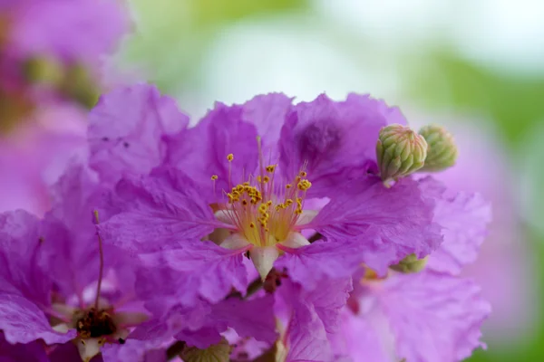 Fioletowy kolor kwiat krepowego mirtu królowej. — Zdjęcie stockowe