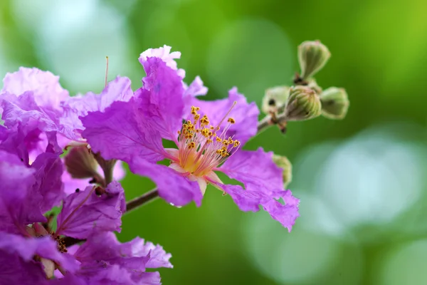 Violette Farbe der Myrtenblüte der Königin. — Stockfoto