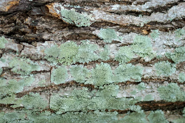 Lichens poussant à l'ombre fraîche sur l'écorce d'un arbre ancien — Photo