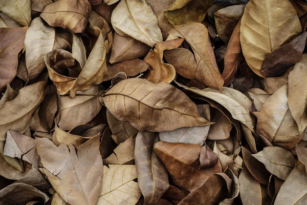 Коричневые опавшие листья лежат на земле . — стоковое фото