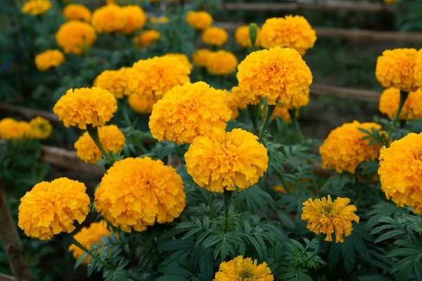 Ringelblume im Garten — Stockfoto