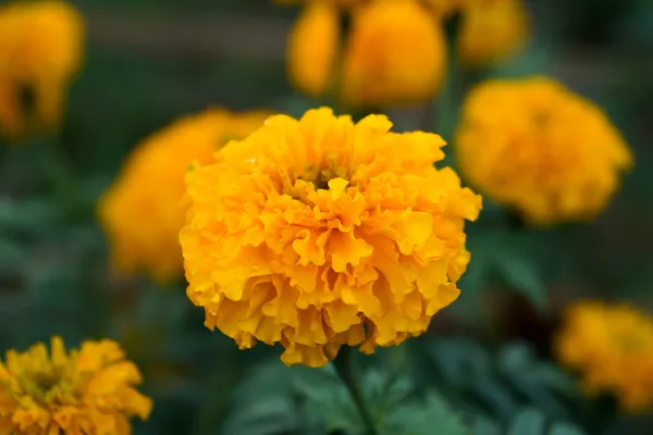 Calêndula no jardim — Fotografia de Stock