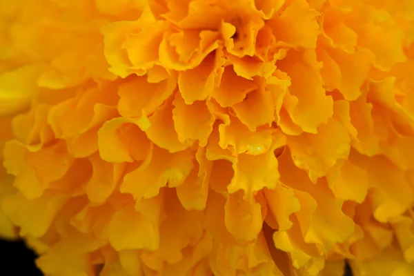 Macro pictuer of Marigold in the garden. — Stock Photo, Image