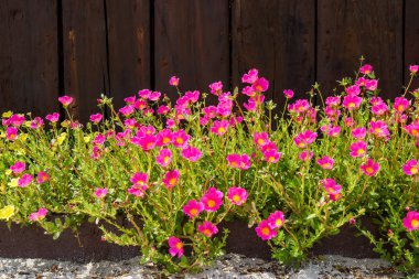 Portulaca çiçek