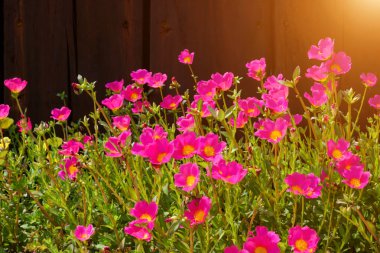 Portulaca çiçek