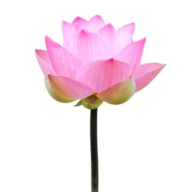 çiçek açan lotus çiçeği gruptaki, Tayland.