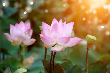 çiçek açan lotus çiçeği gruptaki, Tayland.
