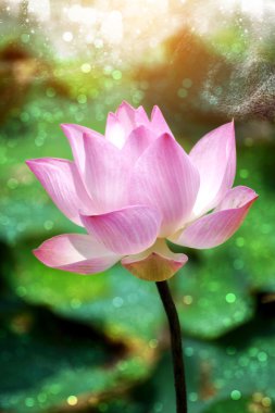 çiçek açan lotus çiçeği gruptaki, Tayland.