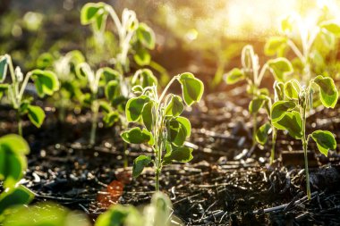 tohumdan büyüyen yeşil Filiz
