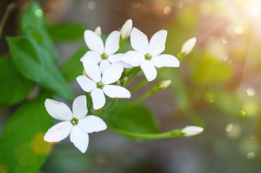 Rangoon sarmaşık çiçeği