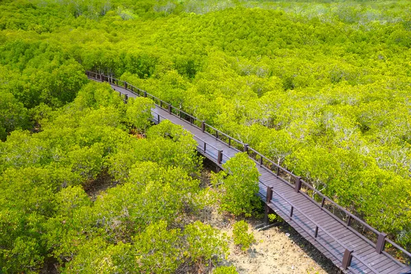 Mangrove forest trail — Stock Photo, Image