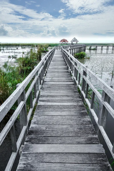 Trail of water plants in the park. — Stock Photo, Image