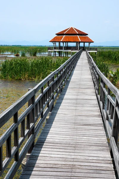 Sendero de plantas de agua en el parque . —  Fotos de Stock