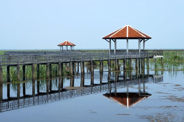 Sentiero delle piante acquatiche nel parco . — Foto Stock