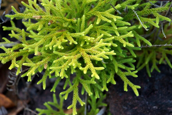 Green Club-mos (Lycopodium clavatum L.)