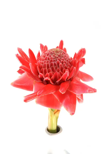 Tropical flower of red torch ginger. — Stock Photo, Image