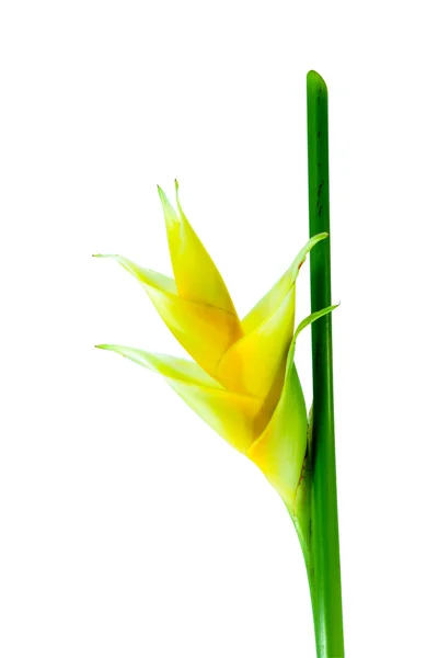 Beautiful Heliconia (H. caribaea Lamarck) "Yellow Cream" — Stock Photo, Image