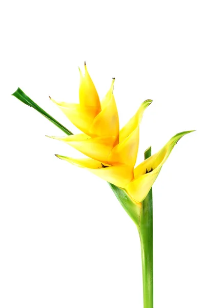 Beautiful Heliconia (H. caribaea Lamarck) "Yellow Cream" — Stock Photo, Image