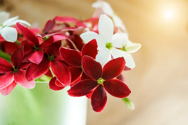 Rangoon creeper flower — Stock Photo, Image