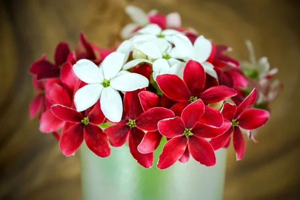 Rangoon creeper flower — Stock Photo, Image