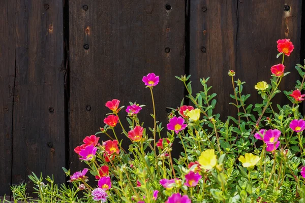 Портулакский цветок — стоковое фото