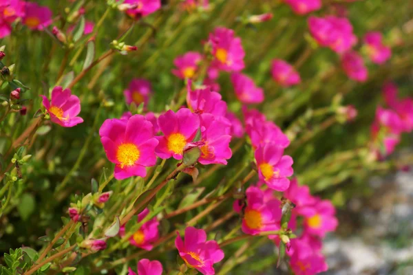 Portulaca flower — Stock Photo, Image