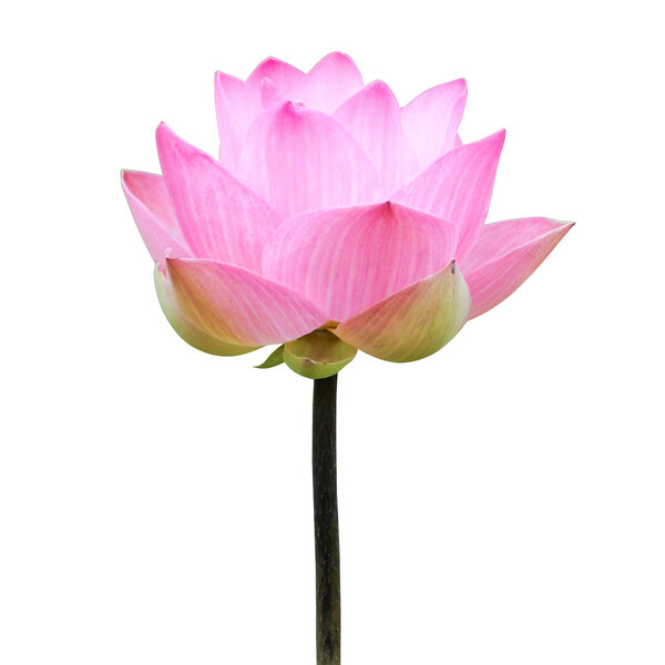 Blooming lotus flower in the farm, Thailand.