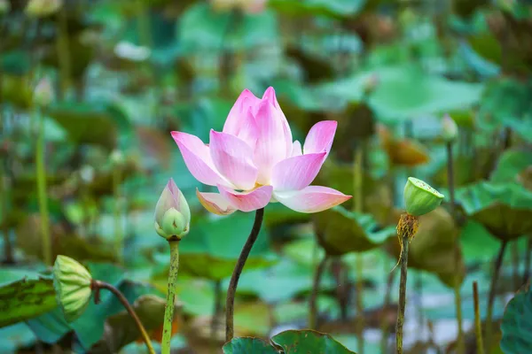 Flor de loto en la granja, Tailandia . — Foto de Stock