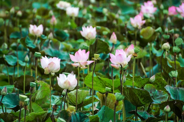 Flor de loto en la granja, Tailandia . —  Fotos de Stock