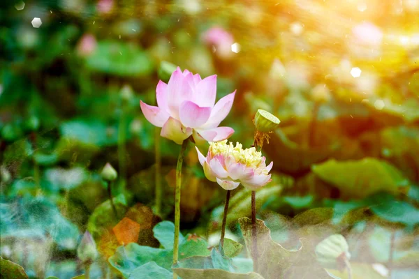 Flor de loto en la granja, Tailandia . — Foto de Stock