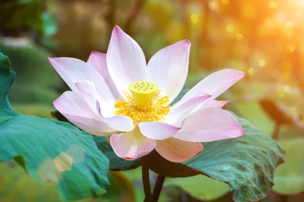 Fioritura fiore di loto in azienda, Thailandia . — Foto Stock