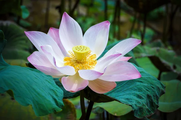 Blooming lotus flower in the farm, Thailand. — Stock Photo, Image